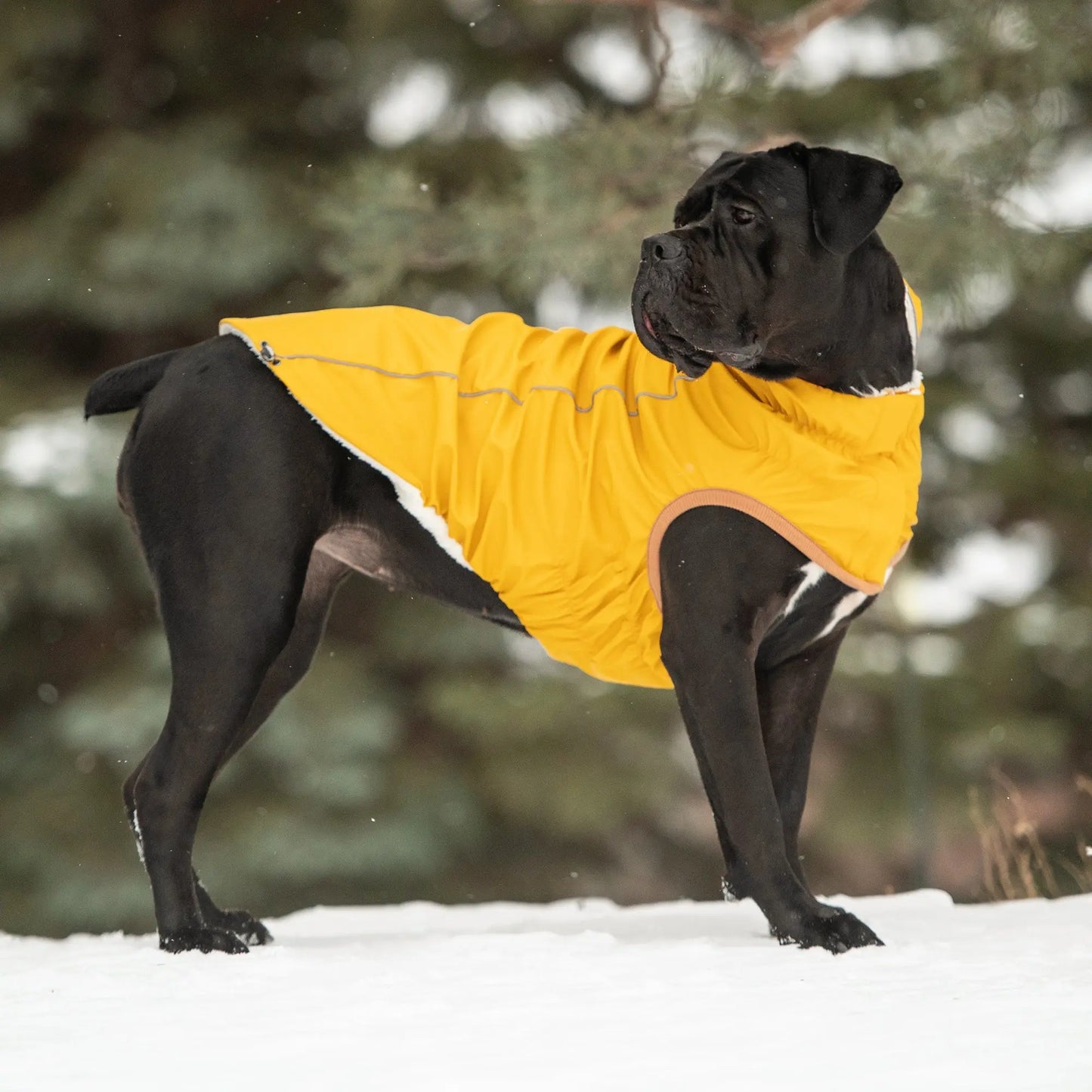 Insulated Raincoat - Yellow GF Pet