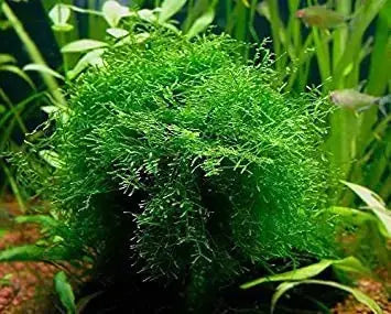 Java Moss Portion in 4 Oz Cup - Easy Live Fresh Water Aquarium Plants Zooko