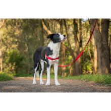 Dog Harness Red Dingo 50-70 cm Red M-1