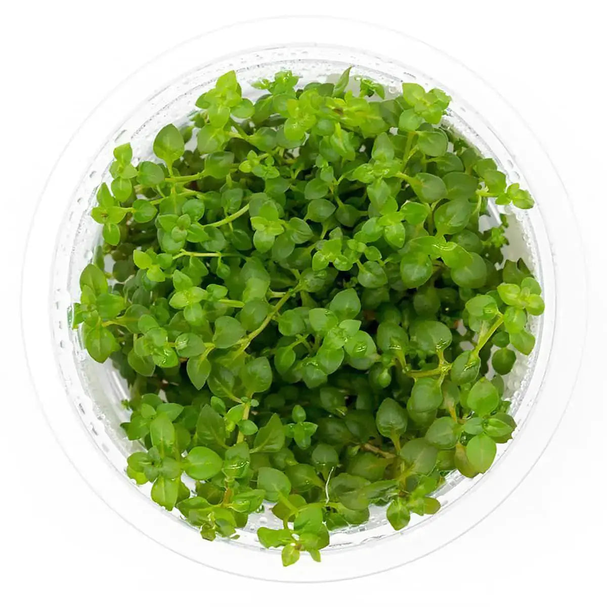 SubstrateSource Ludwigia Palustris Super Red Tissue Culture Aquatic Live Aquarium Plant - 100% Snail Free in Vitro Cup (Ludwigia Super Red) Zooko