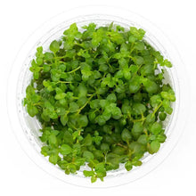 SubstrateSource Ludwigia Palustris Super Red Tissue Culture Aquatic Live Aquarium Plant - 100% Snail Free in Vitro Cup (Ludwigia Super Red) Zooko