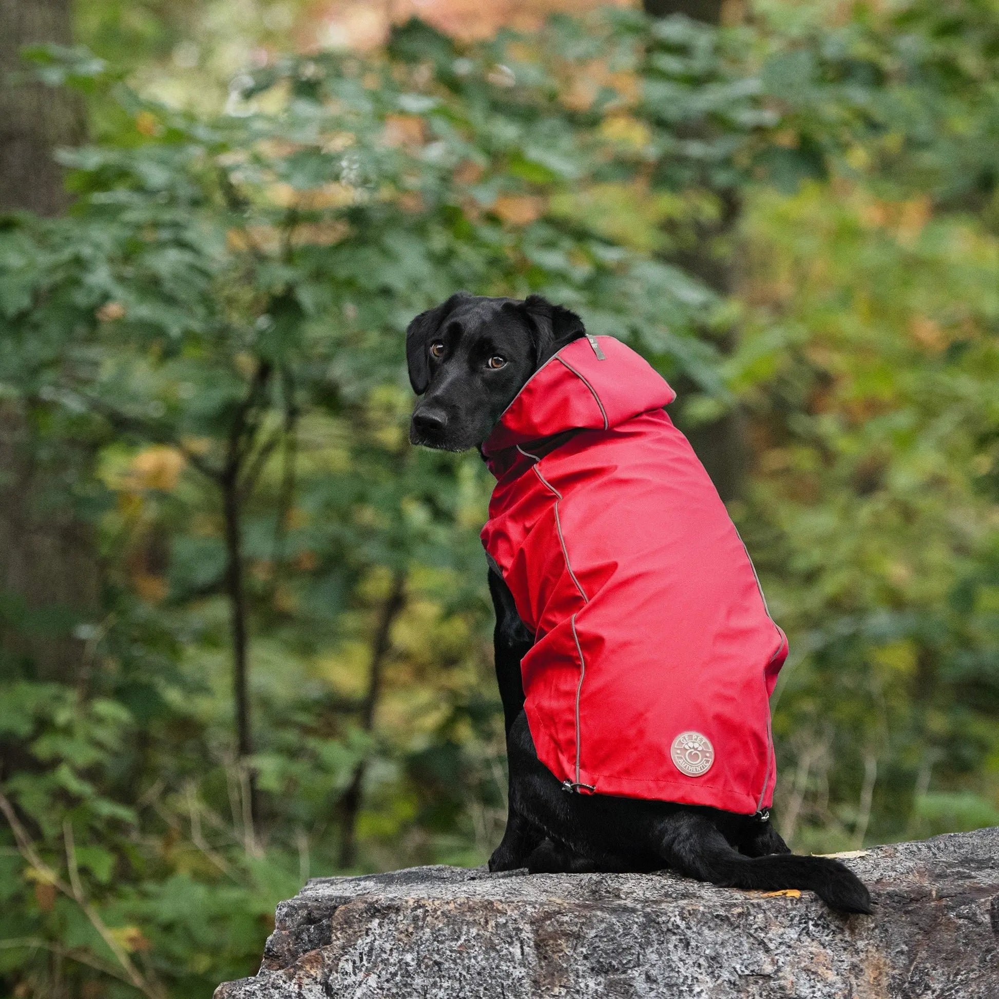 Reversible Elasto-Fit Raincoat - Red GF Pet