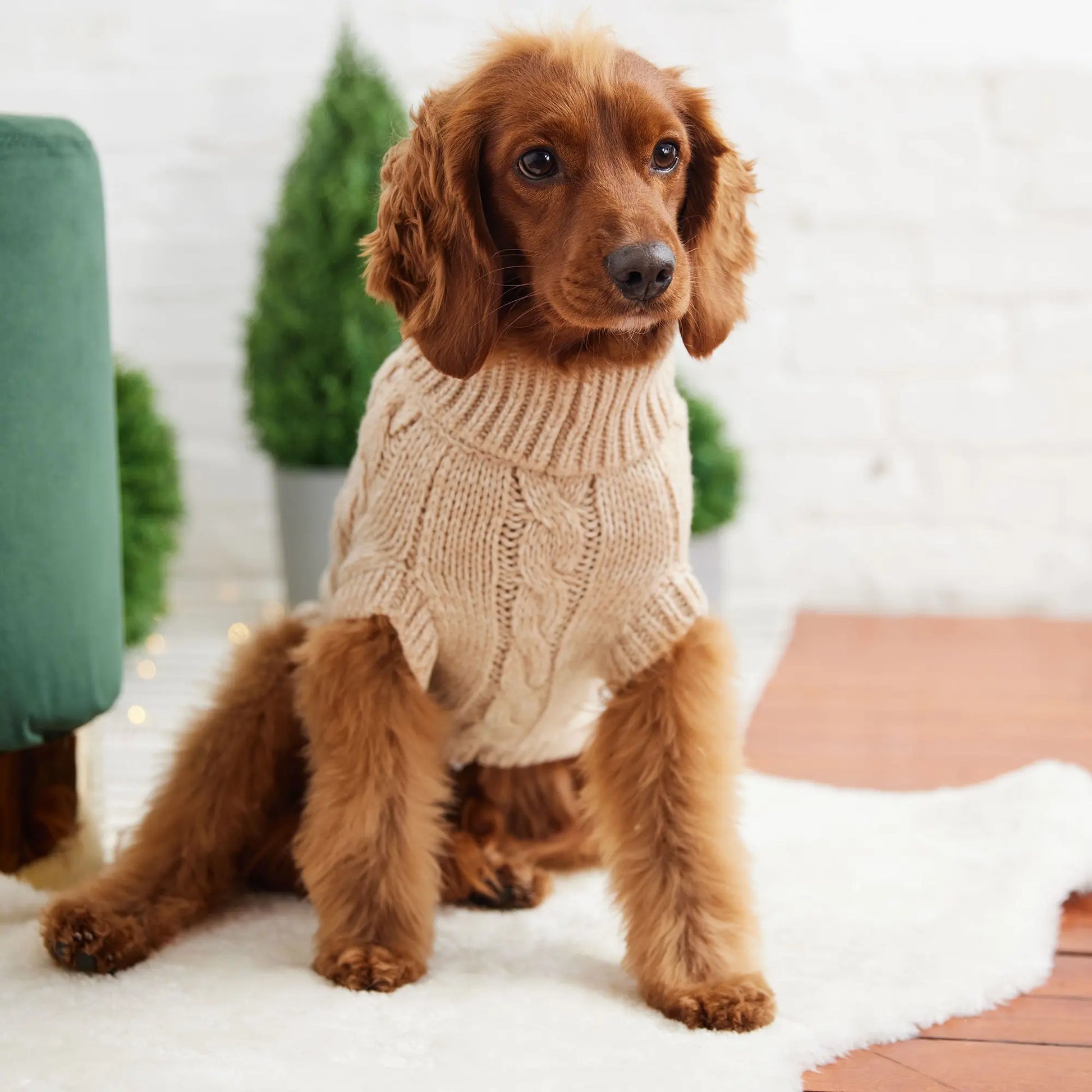 Pull Chalet - Avoine GF Pet