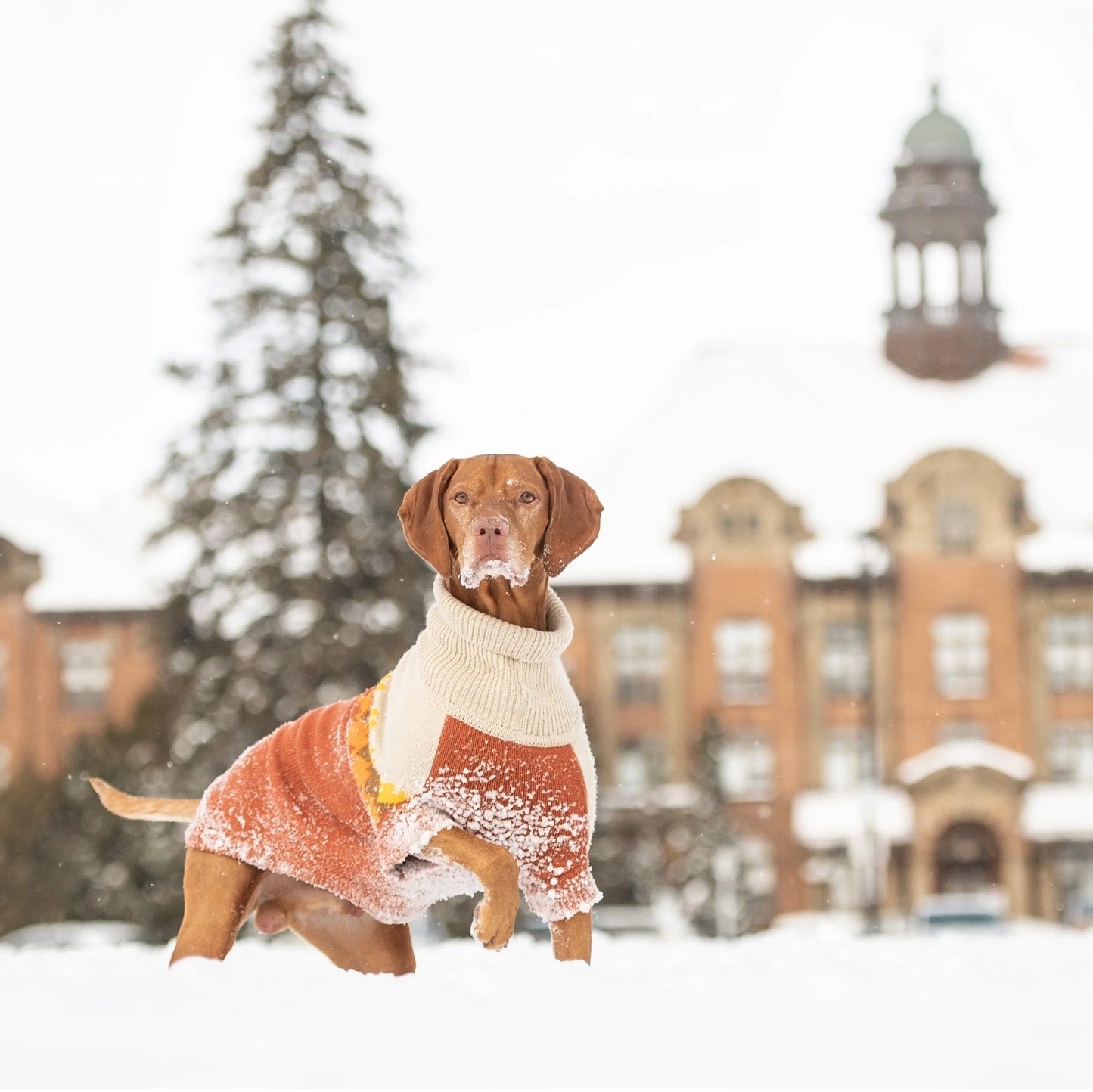 Fireside Sweater - Chili GF Pet