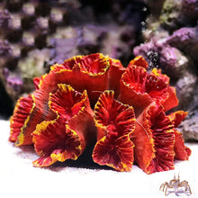 Resin Coral Reef Aquarium Ornaments Fish Tank Decor Resin Coral Home Tank Decor Zooko