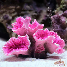 Resin Coral Reef Aquarium Ornaments Fish Tank Decor Resin Coral Home Tank Decor Zooko