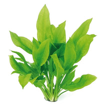 CANTON AQUATICS Live Aquarium Amazon Sword Echinodorus Bleheri Plant - Natural Cleaning Filter for Water - Long Lasting & Easy to Maintain Aquatic Plants - Suitable for Winter & Summer - Medium Zooko