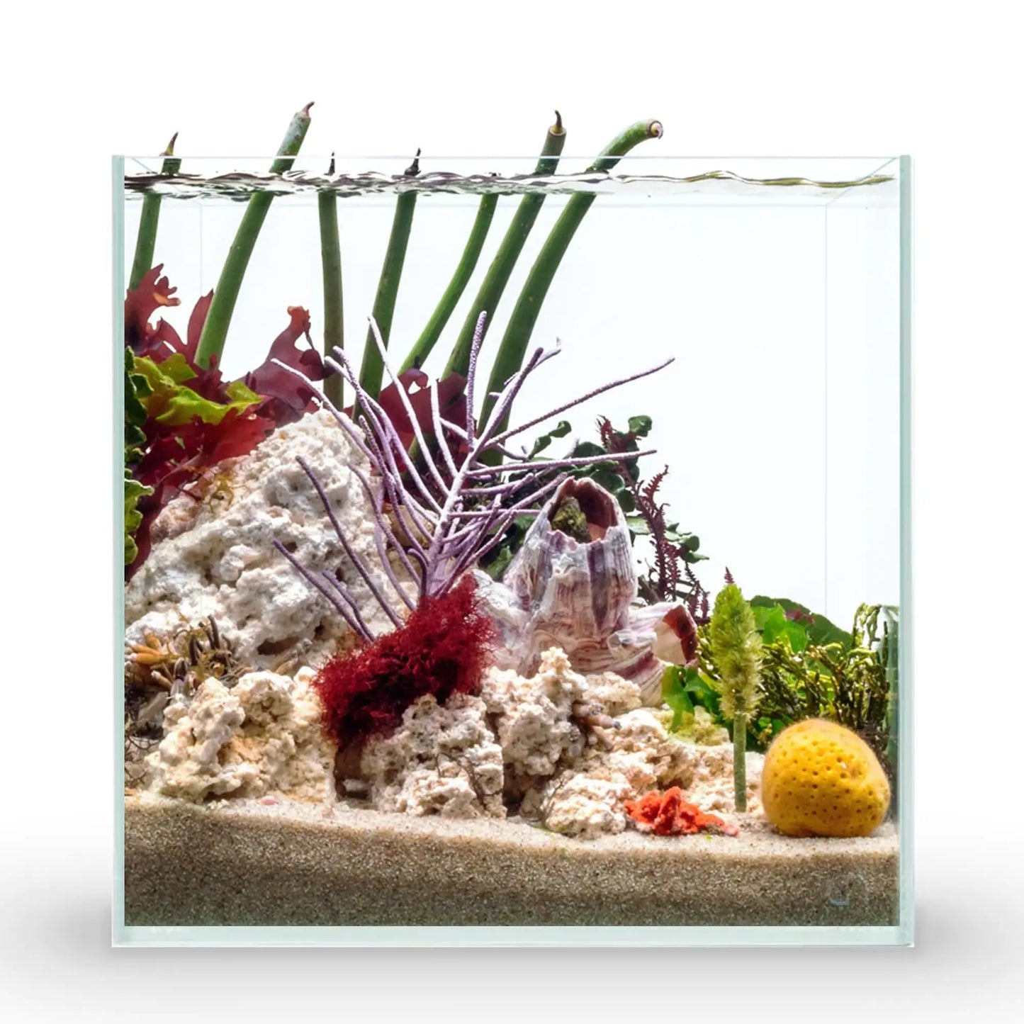 Ultum Nature Systems Ultra Clear Rimless Aquarium - Low Iron Glass Fish Tank with 45° Mitered Edges 5mm-12mm Thick Leveling Mat Included (25C Cube 4 Gallon) Zooko